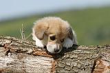 CORGI PEMBROKE 628